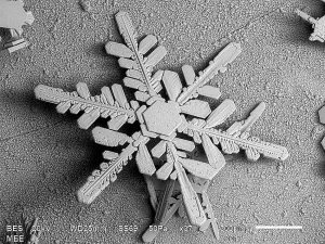 SEM image of snowflake